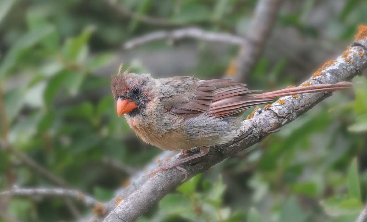 Northern Cardinal - ML623344918