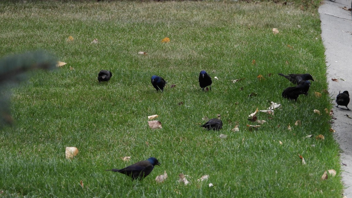 Common Grackle - George Halmazna