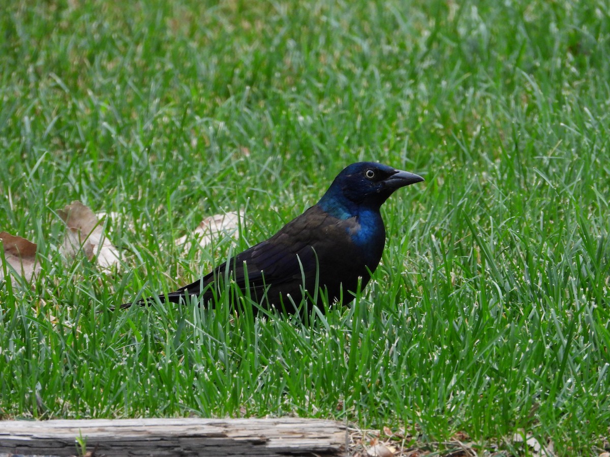 Common Grackle - ML623344921