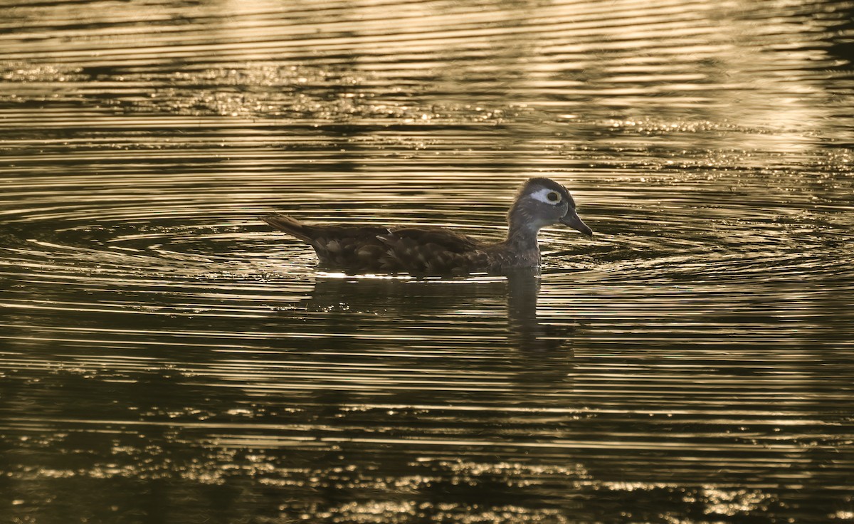 Wood Duck - ML623344937