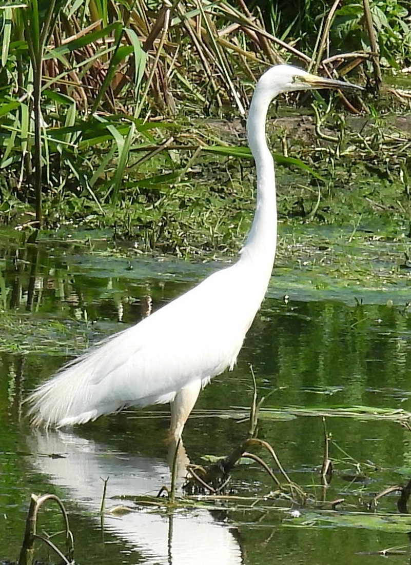 Great Egret - Jeffrey Blalock