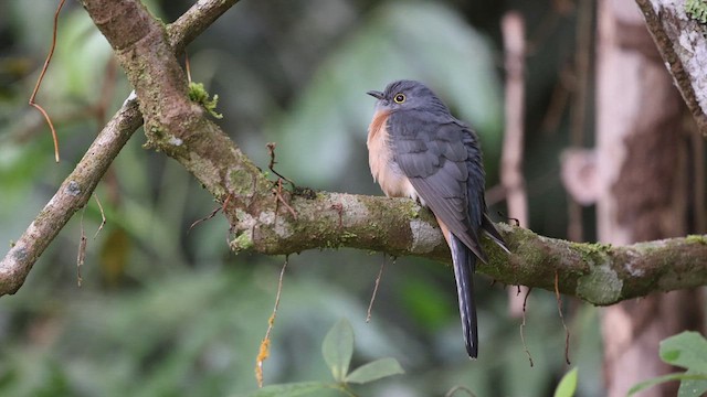 Fan-tailed Cuckoo - ML623344944