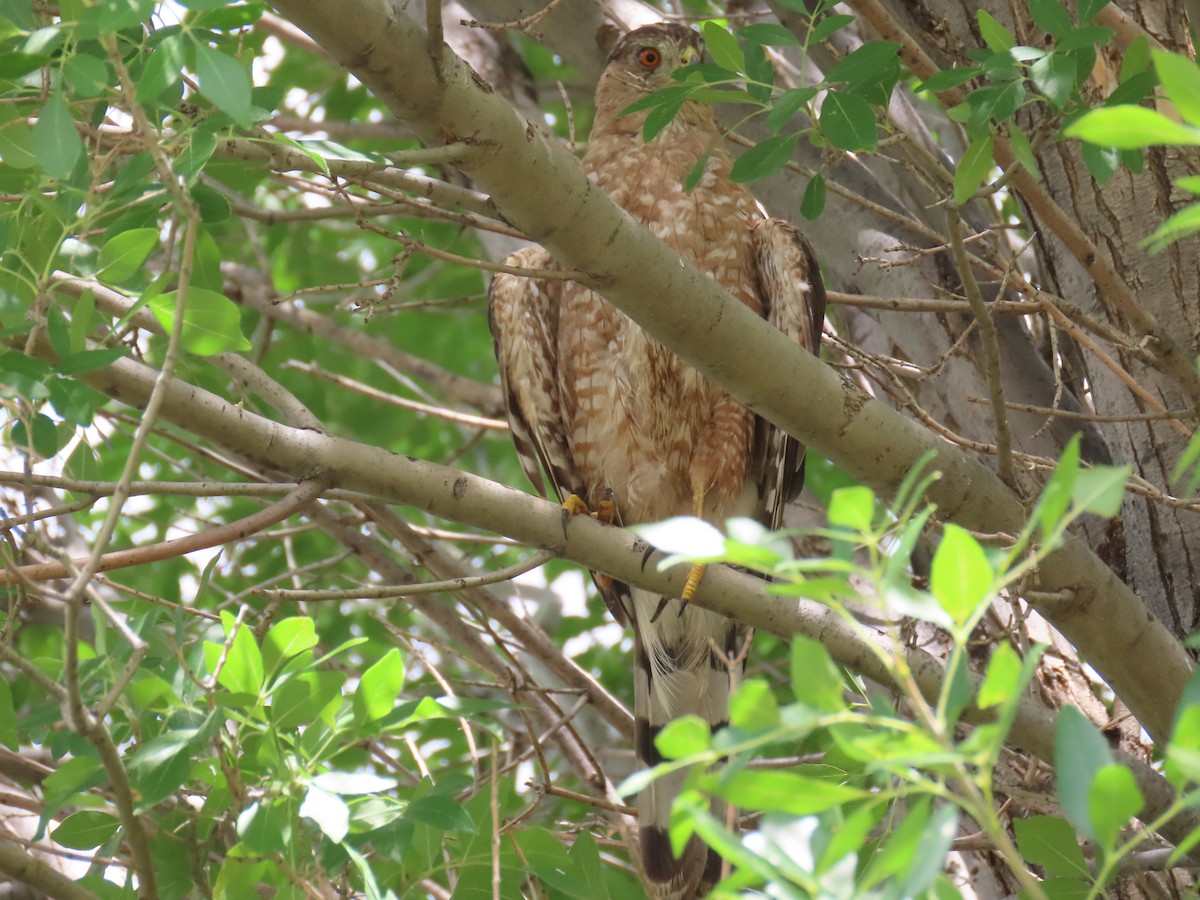 Cooper's Hawk - Joyce Brady