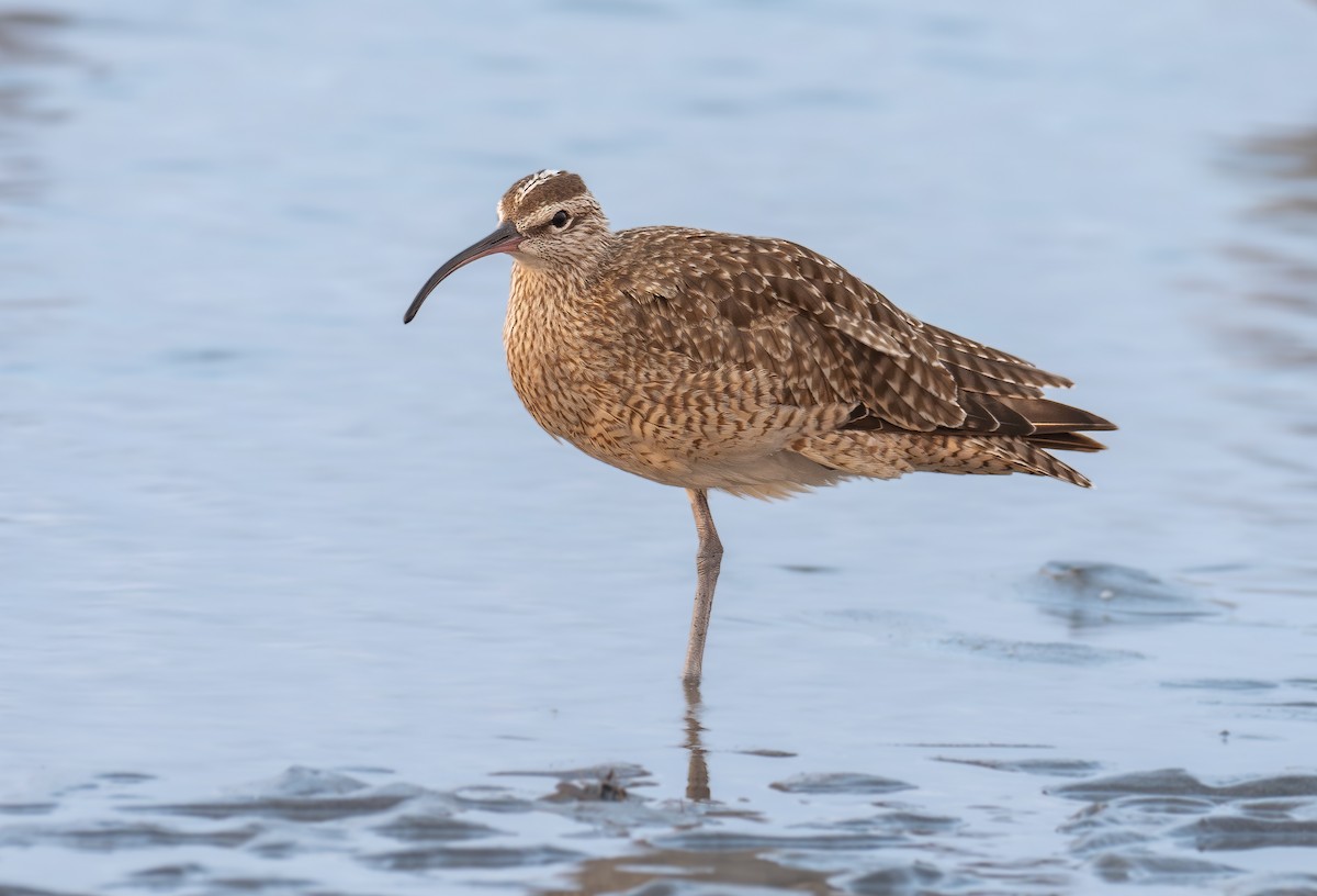 Regenbrachvogel - ML623345002