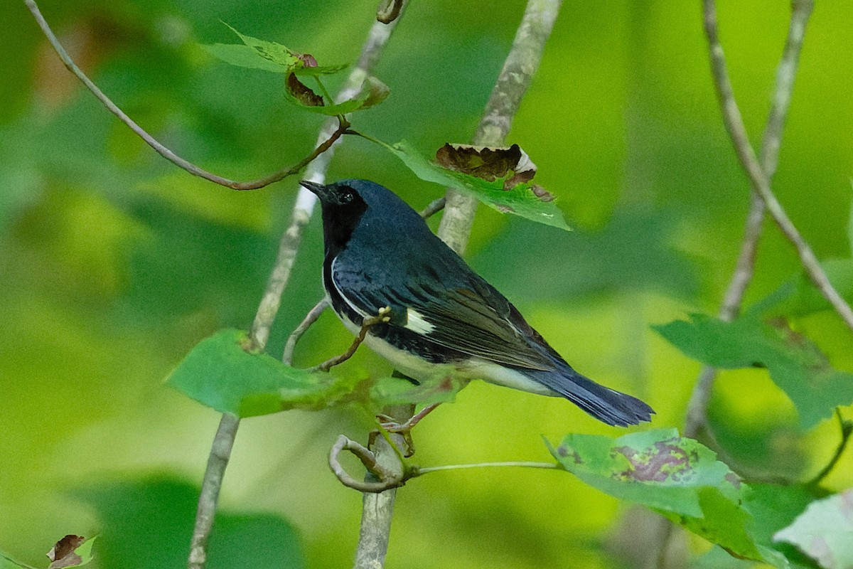 Black-throated Blue Warbler - ML623345015