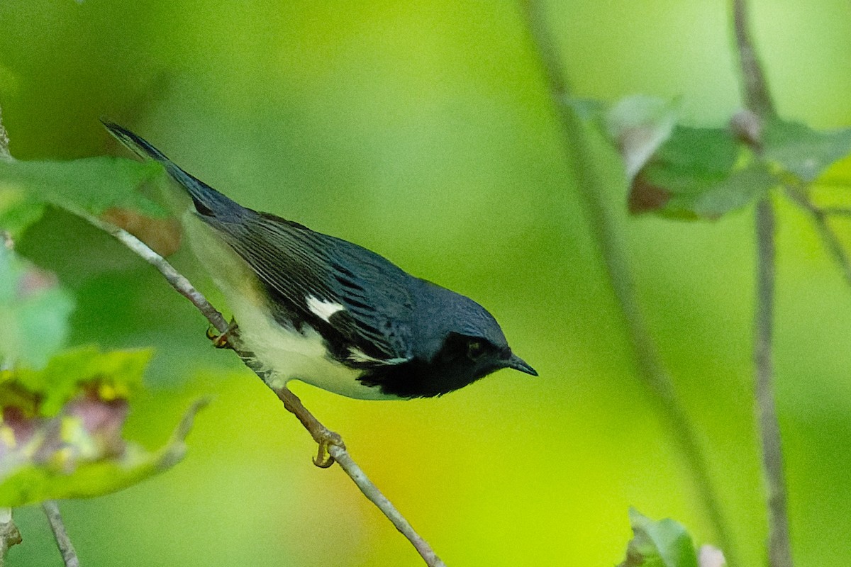 Black-throated Blue Warbler - ML623345044