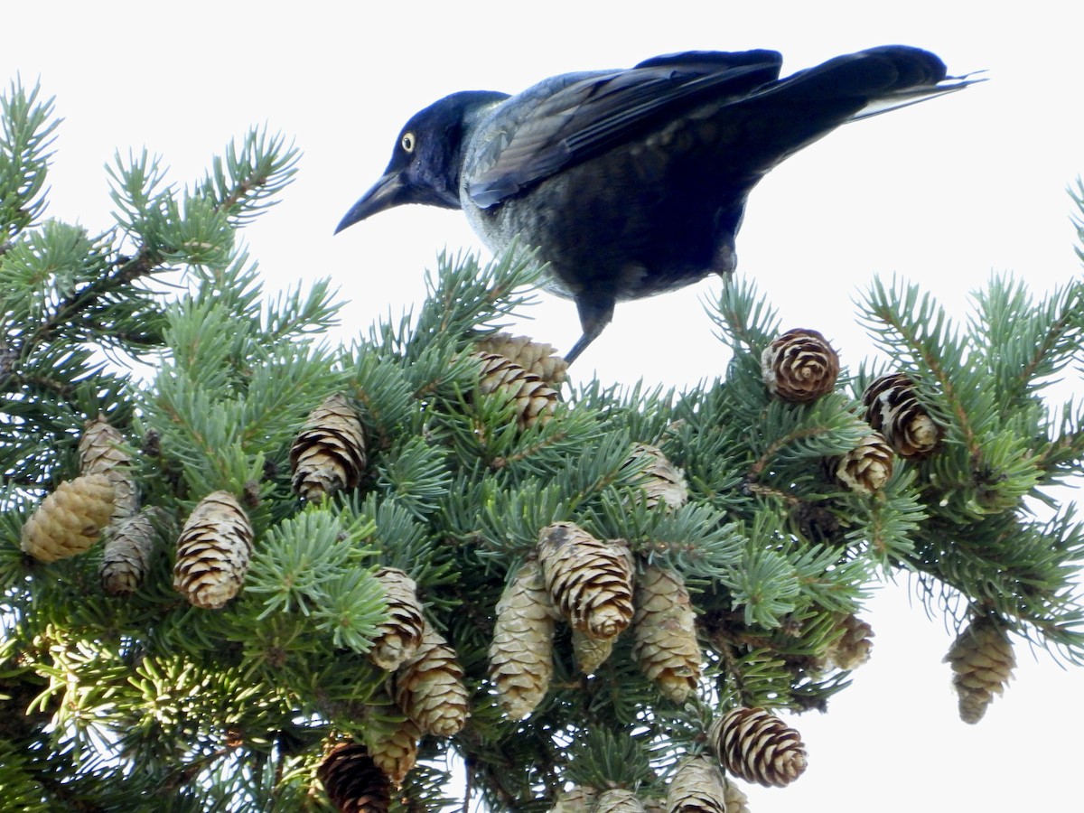 Common Grackle - ML623345049