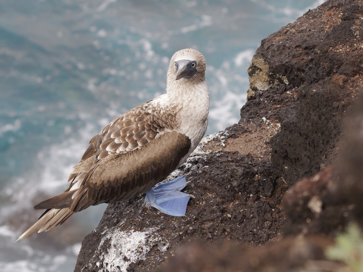 Blue-footed Booby - ML623345050