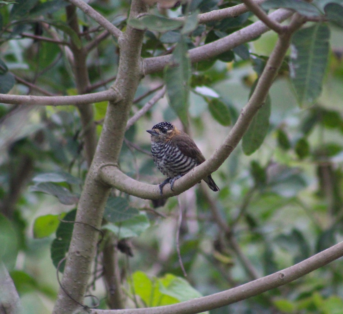 Ochre-collared Piculet - ML623345076