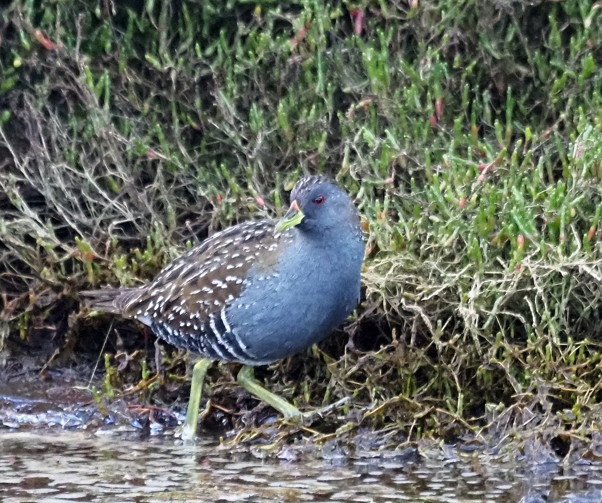 Australian Crake - Steve Law