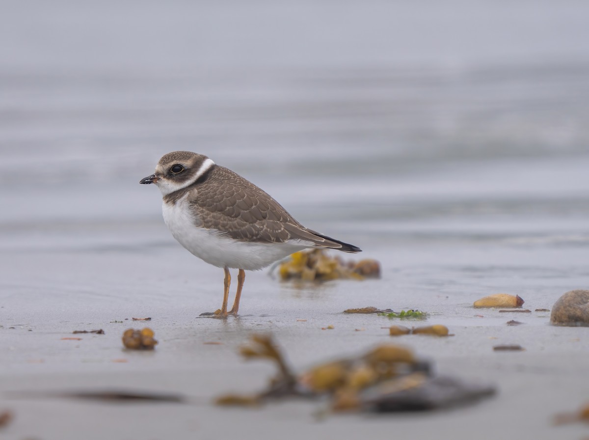 Chorlitejo Semipalmeado - ML623345082