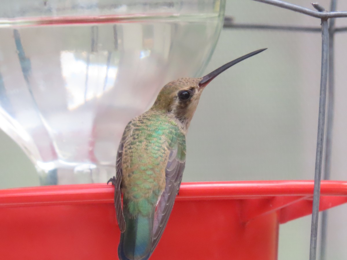 Broad-billed Hummingbird - Joyce Brady