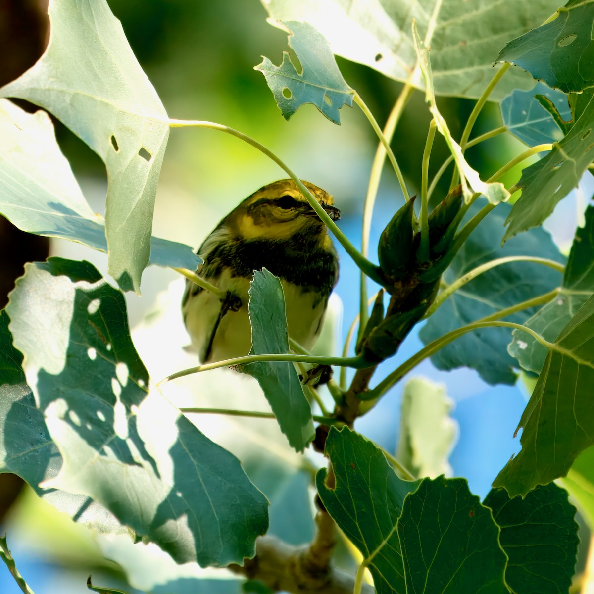 Black-throated Green Warbler - ML623345189