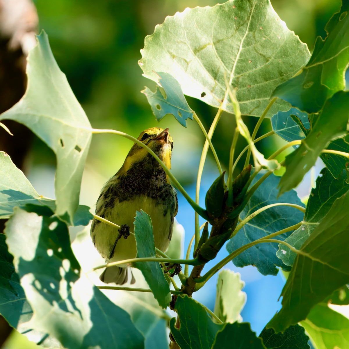 Black-throated Green Warbler - ML623345190