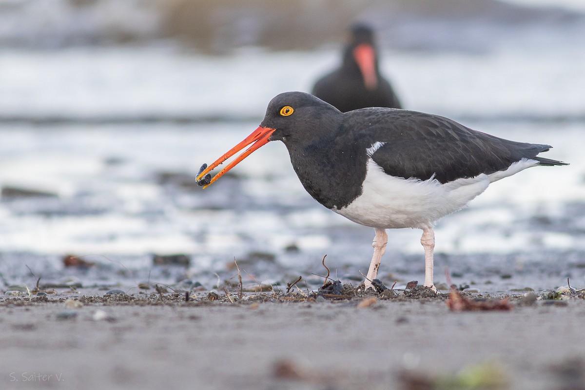 Magellanic Oystercatcher - Sebastián Saiter Villagrán