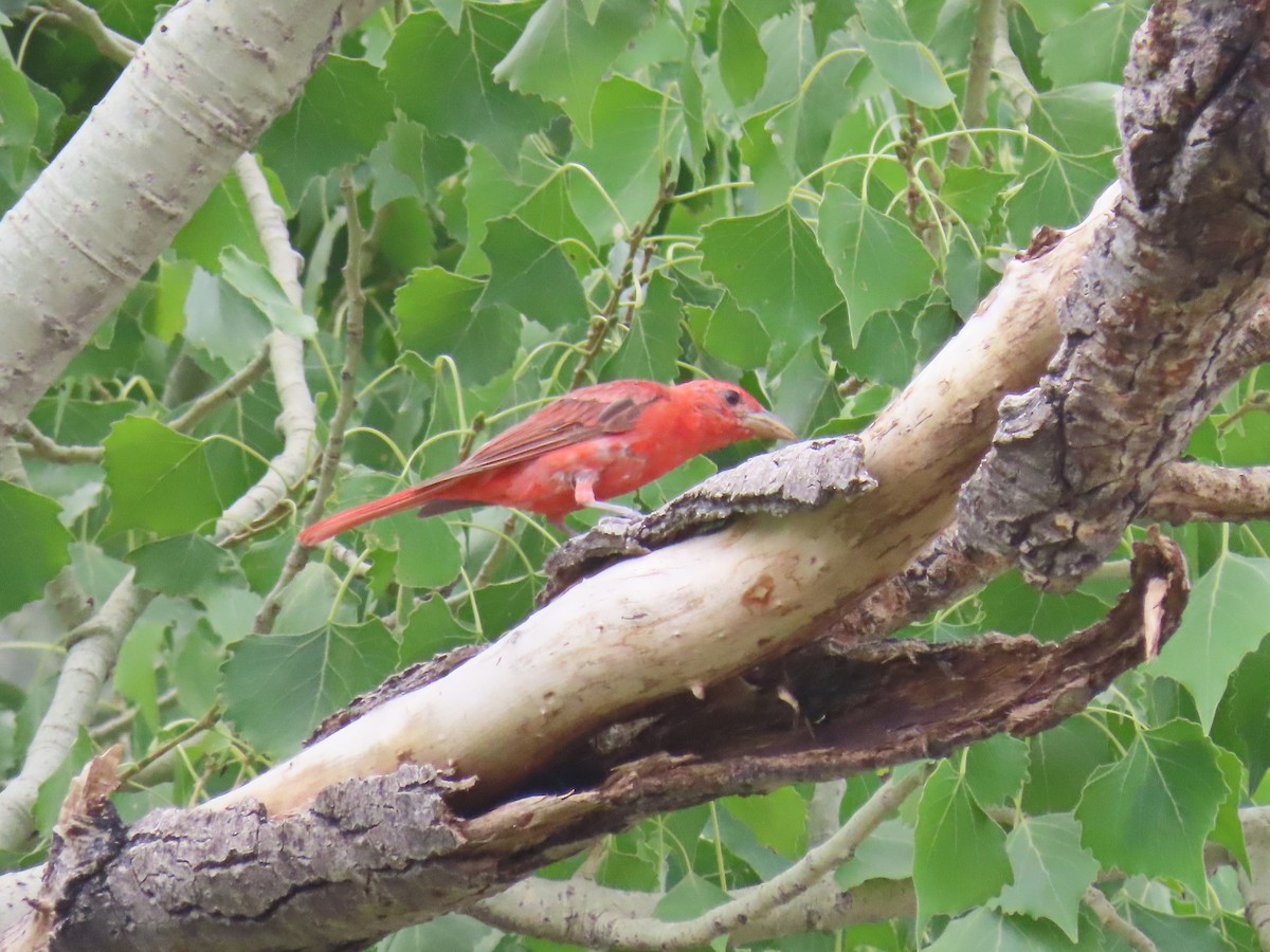 Piranga Roja - ML623345253