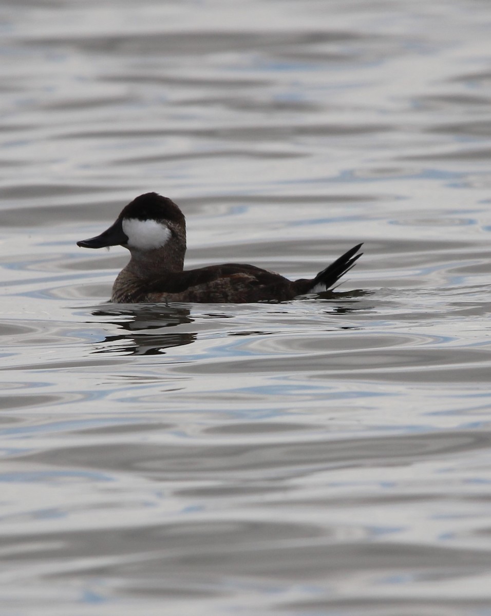 Ruddy Duck - ML623345260