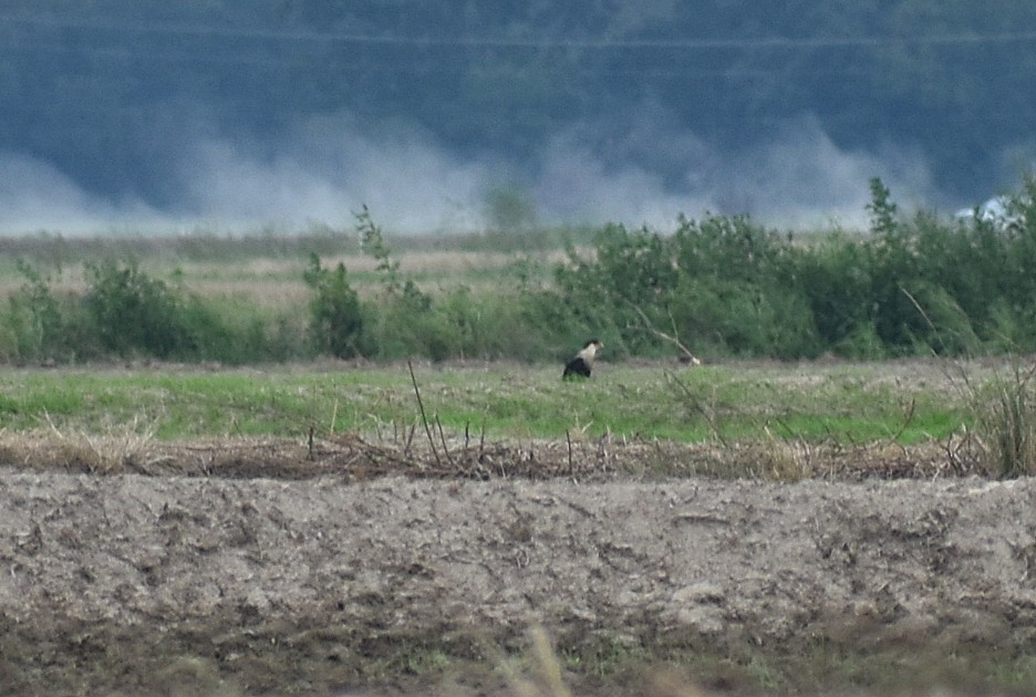 Crested Caracara (Northern) - ML623345305