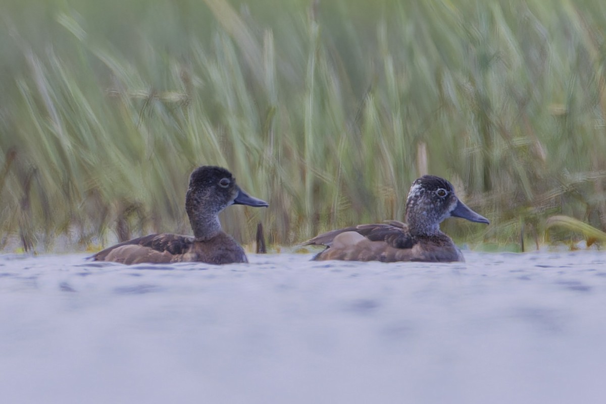 Ring-necked Duck - ML623345306