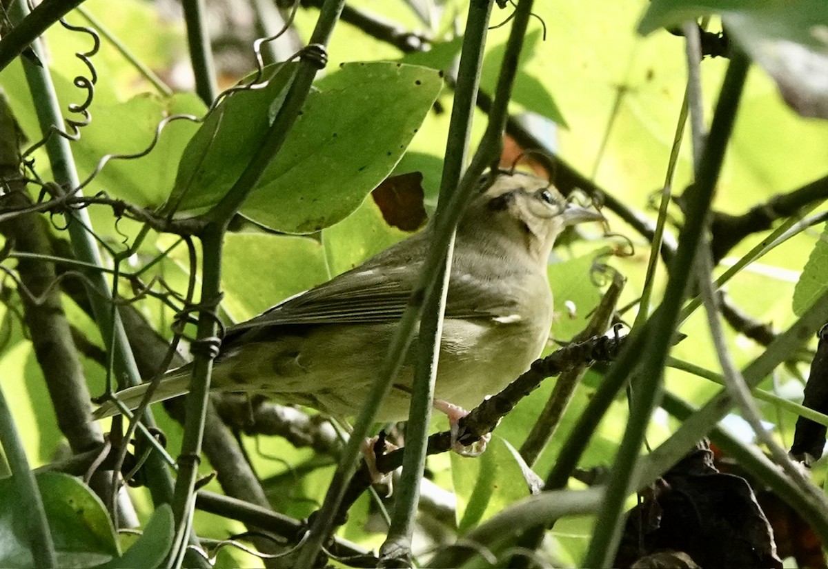 Worm-eating Warbler - ML623345309