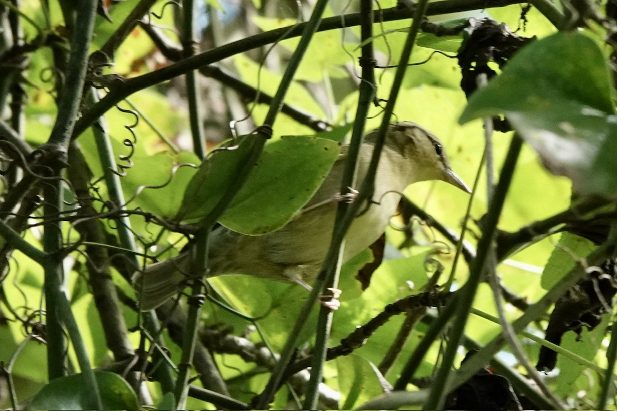 Worm-eating Warbler - ML623345310