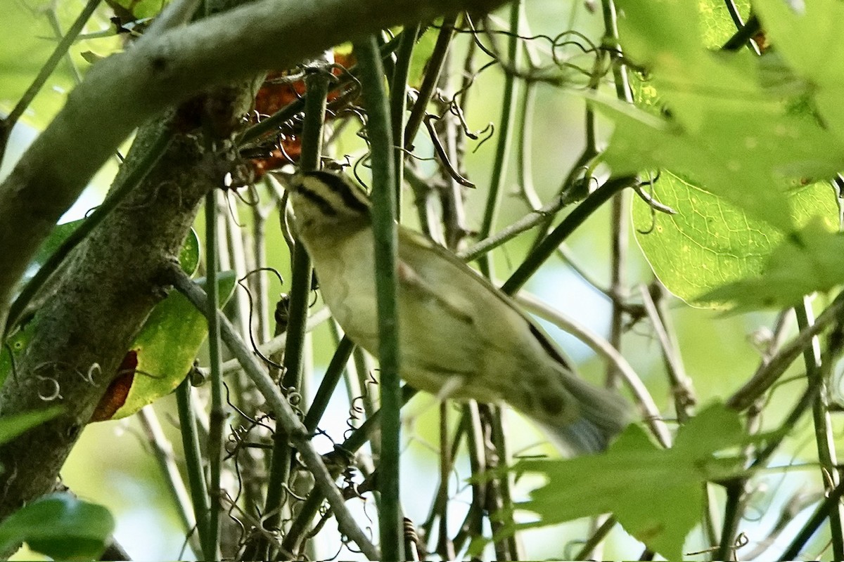 Worm-eating Warbler - ML623345311