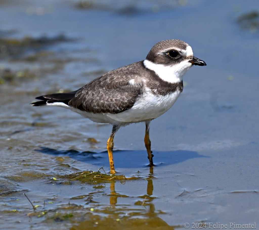 Semipalmated Plover - Felipe Pimentel