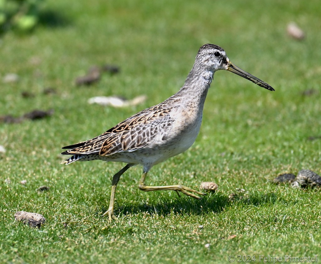 Short-billed Dowitcher - ML623345355