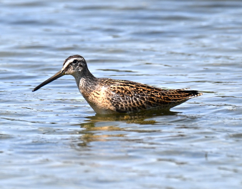 Short-billed Dowitcher - Felipe Pimentel