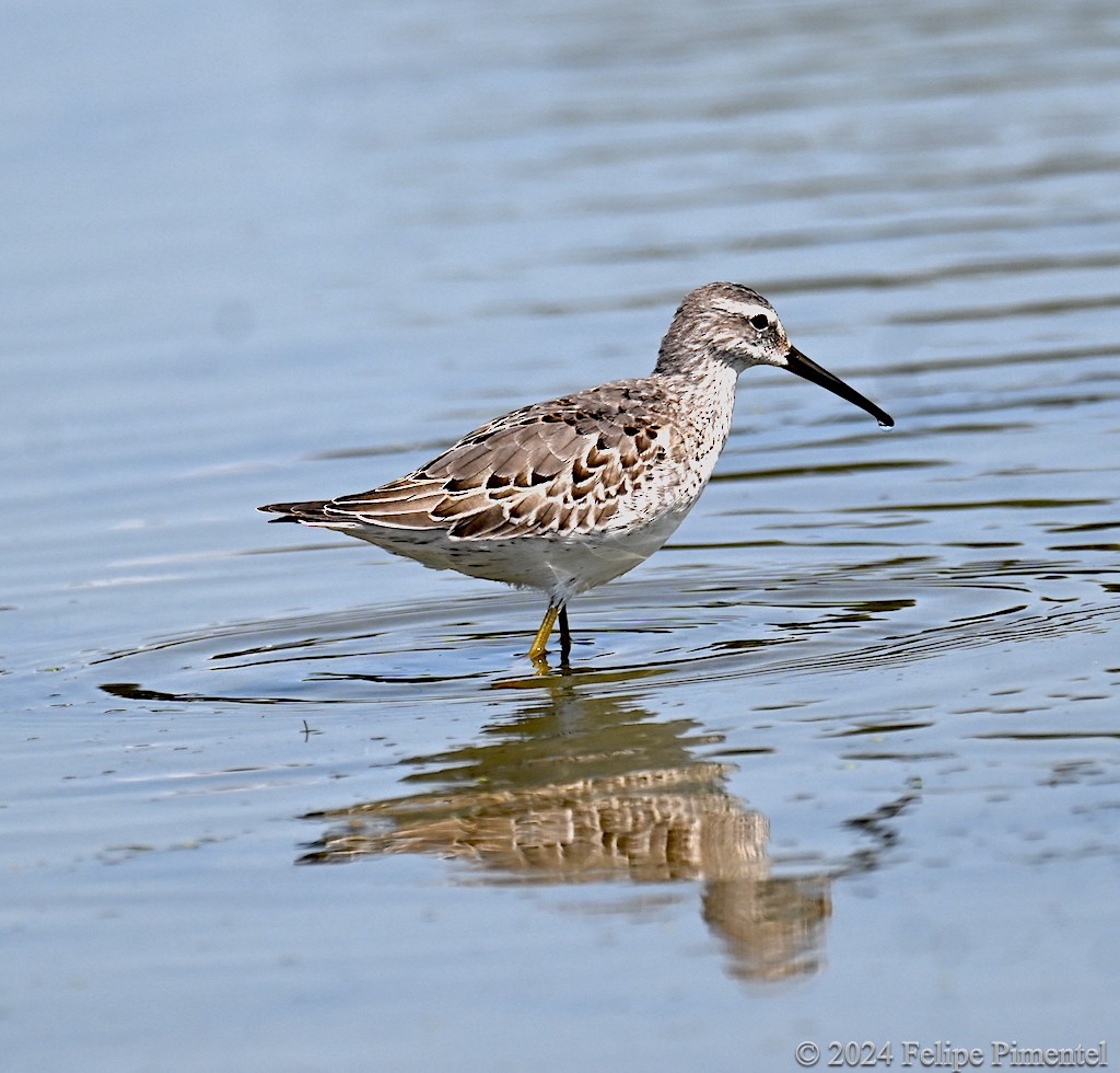 Stilt Sandpiper - ML623345368