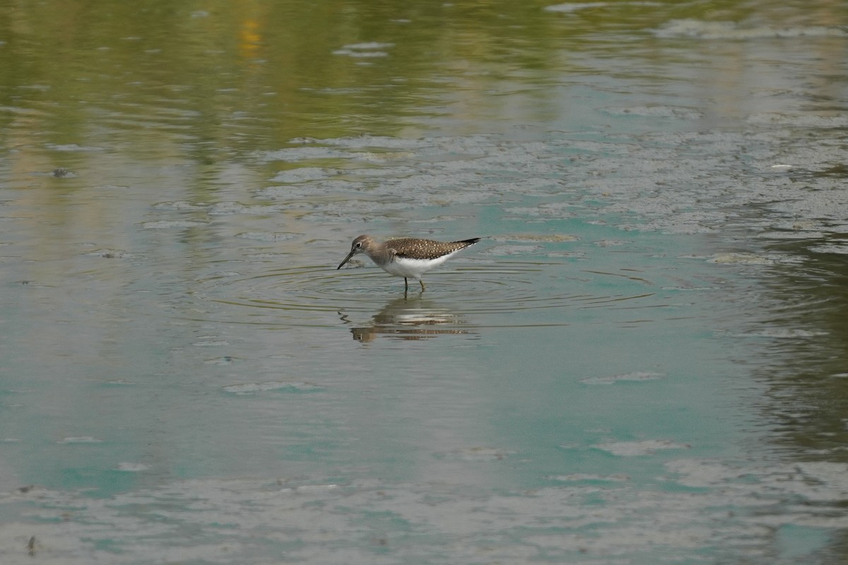 Solitary Sandpiper - ML623345376