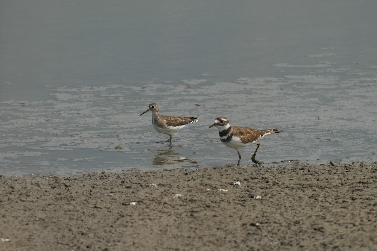 Solitary Sandpiper - ML623345377