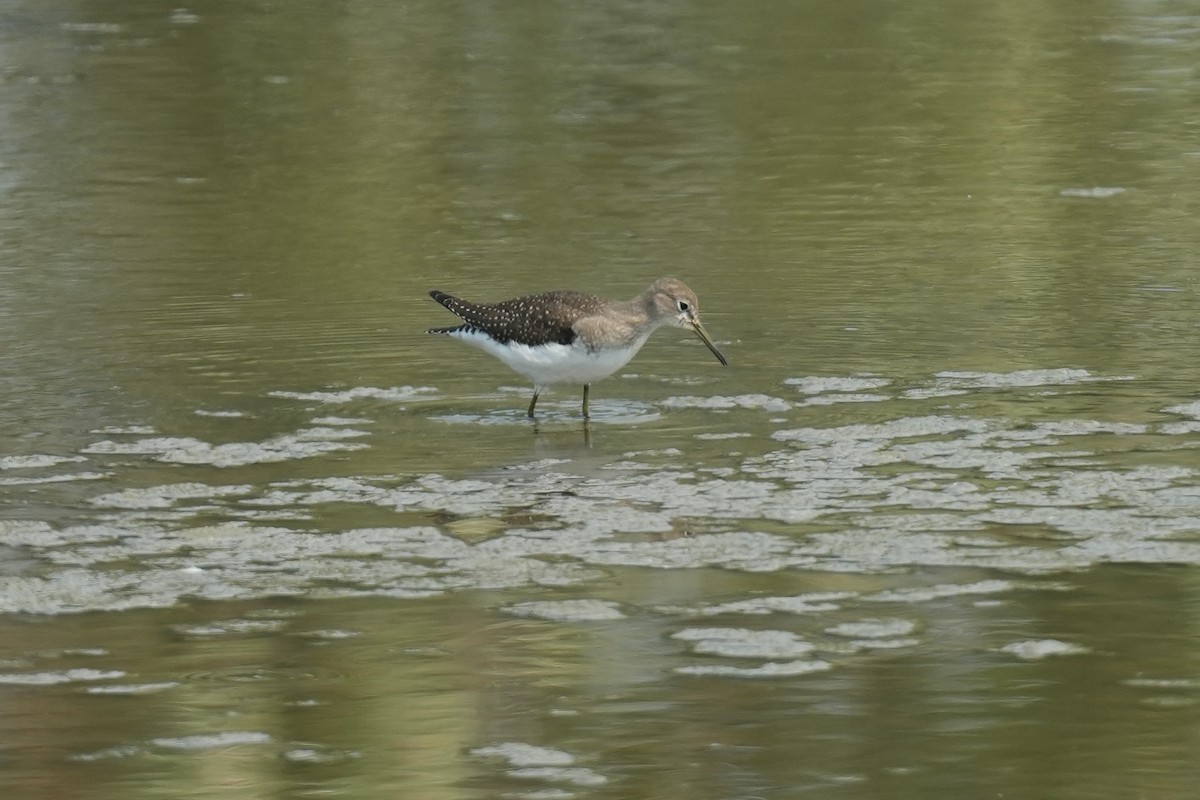 Solitary Sandpiper - ML623345378