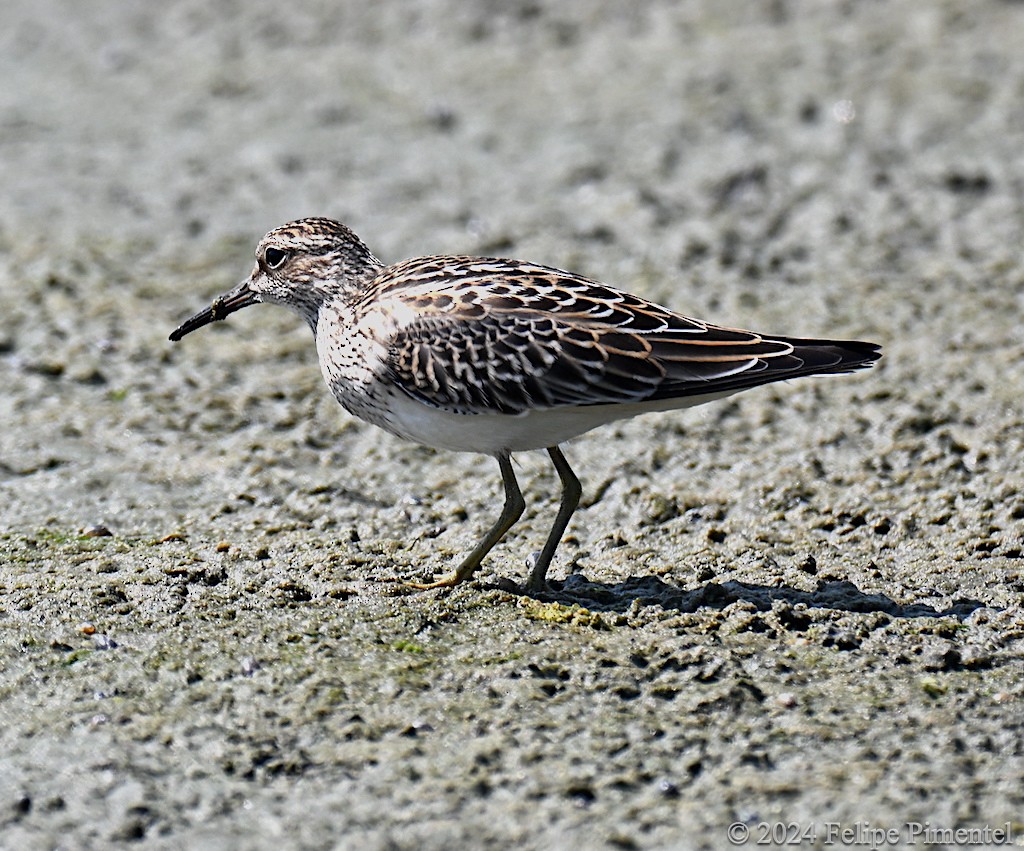 Pectoral Sandpiper - ML623345397