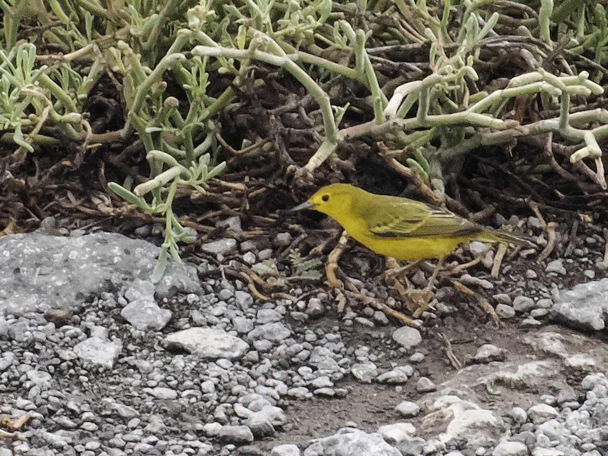 Yellow Warbler - ML623345398