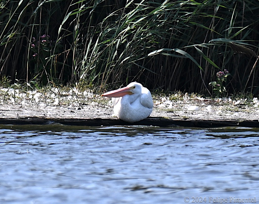 American White Pelican - ML623345406