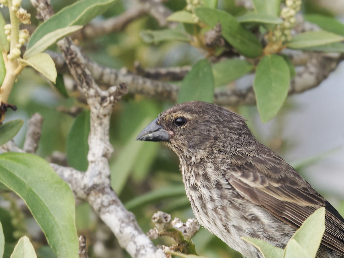 Small Ground-Finch - ML623345407