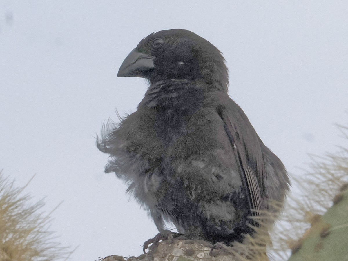 Large Ground-Finch - ML623345410