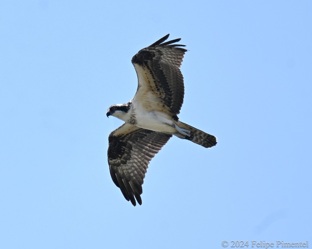 Osprey - ML623345413