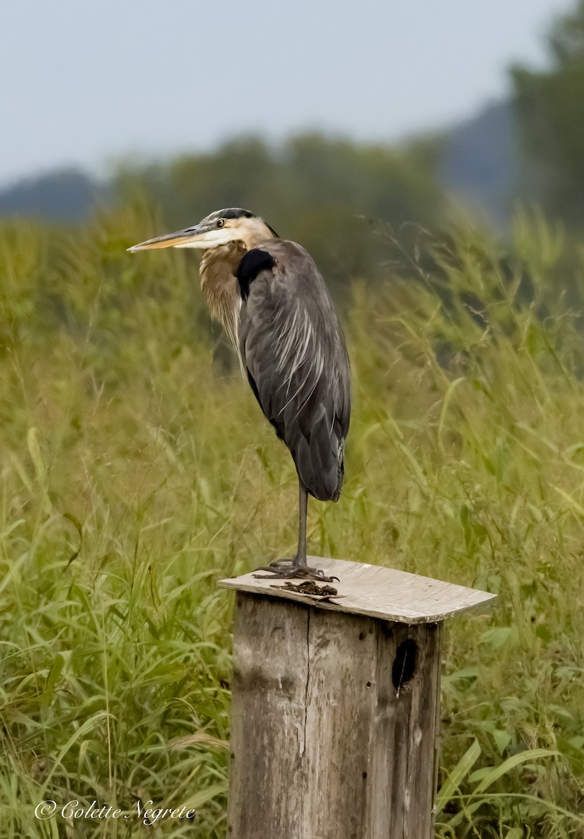 Great Blue Heron - ML623345416