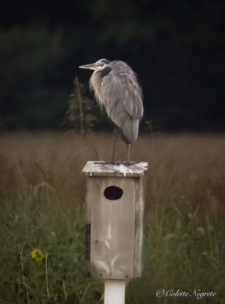 Great Blue Heron - ML623345417