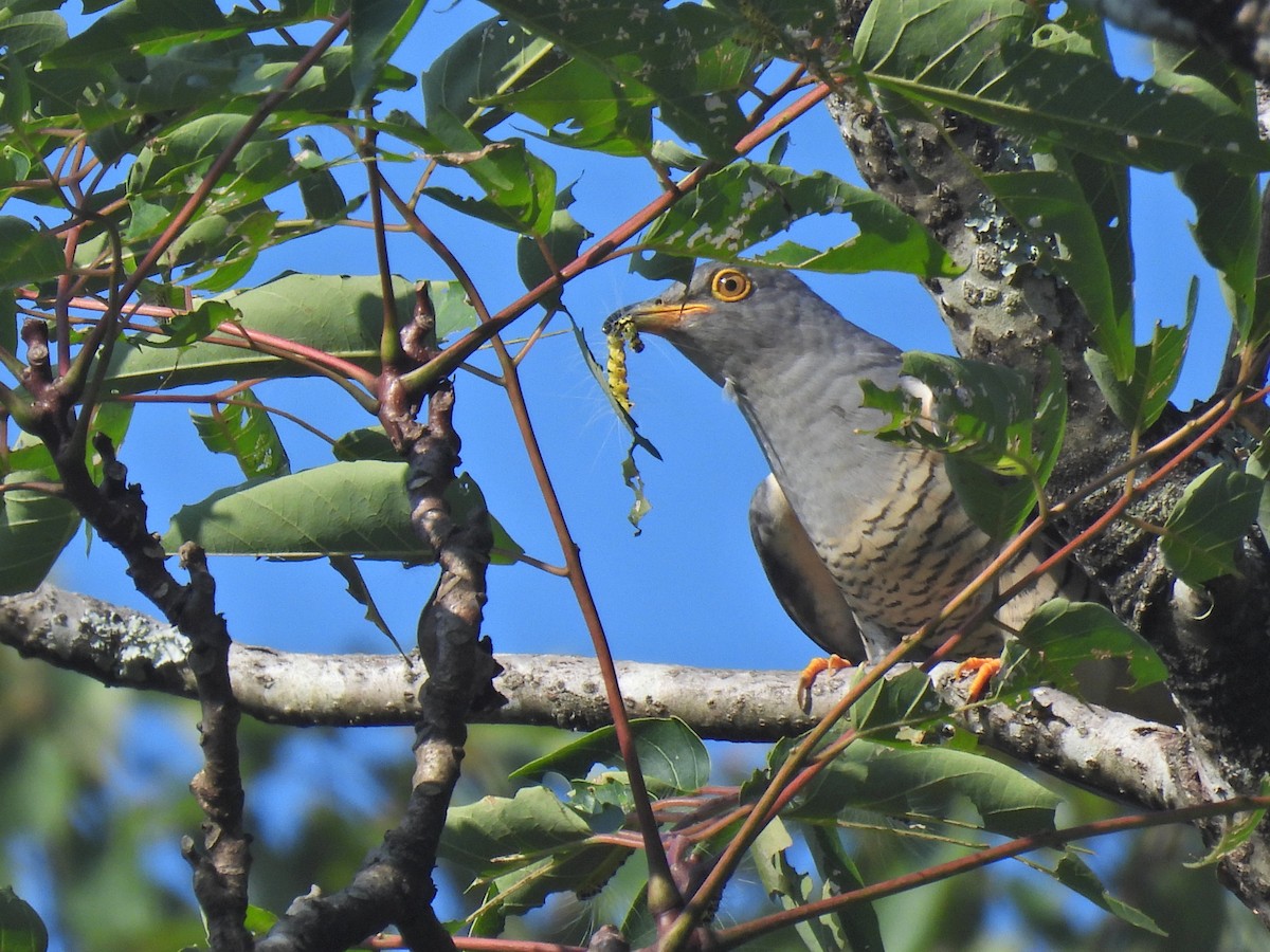 Oriental Cuckoo - ML623345434