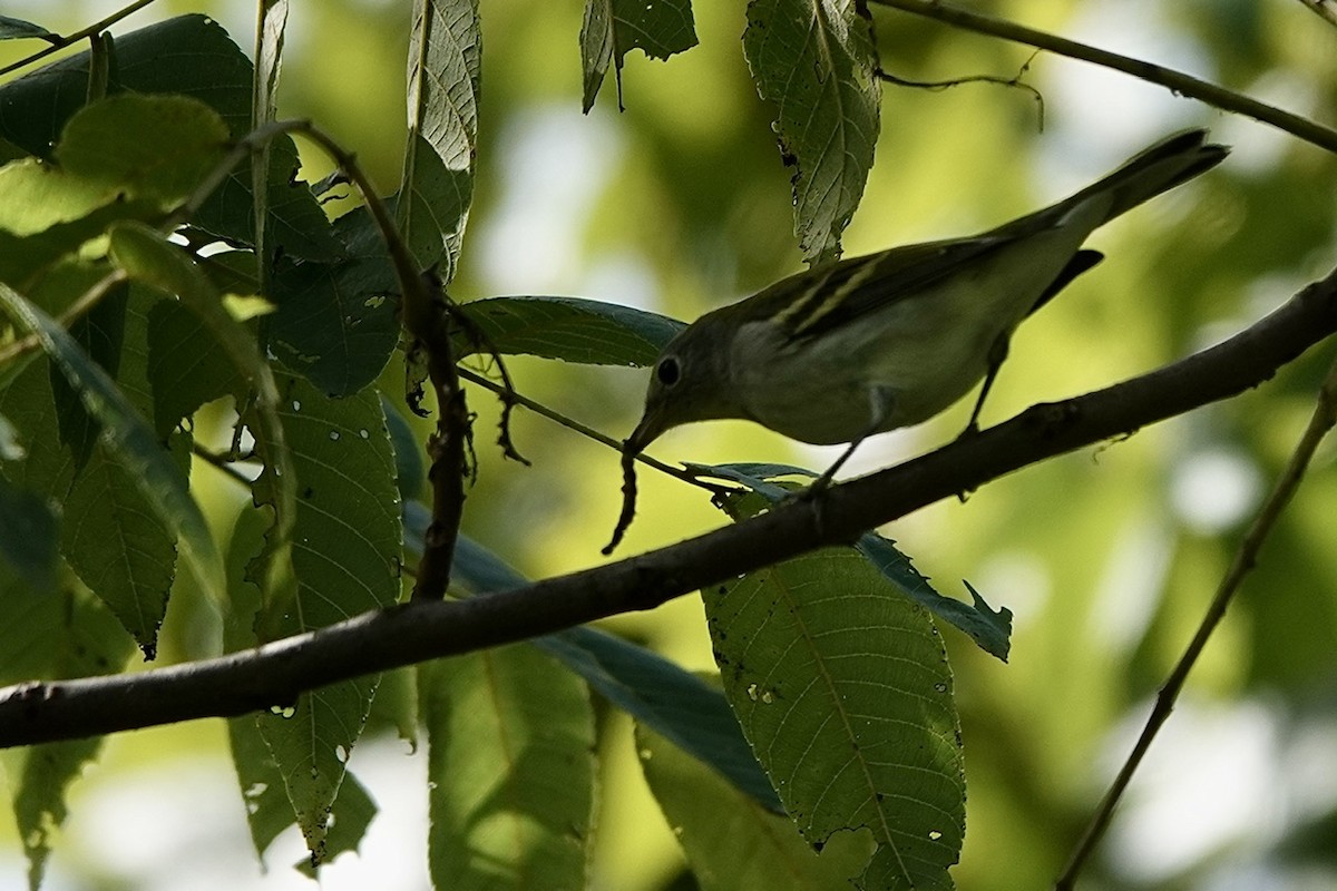 Chestnut-sided Warbler - ML623345447