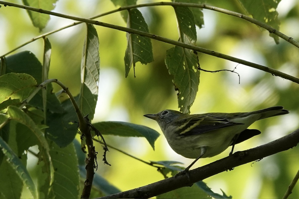 Chestnut-sided Warbler - ML623345448