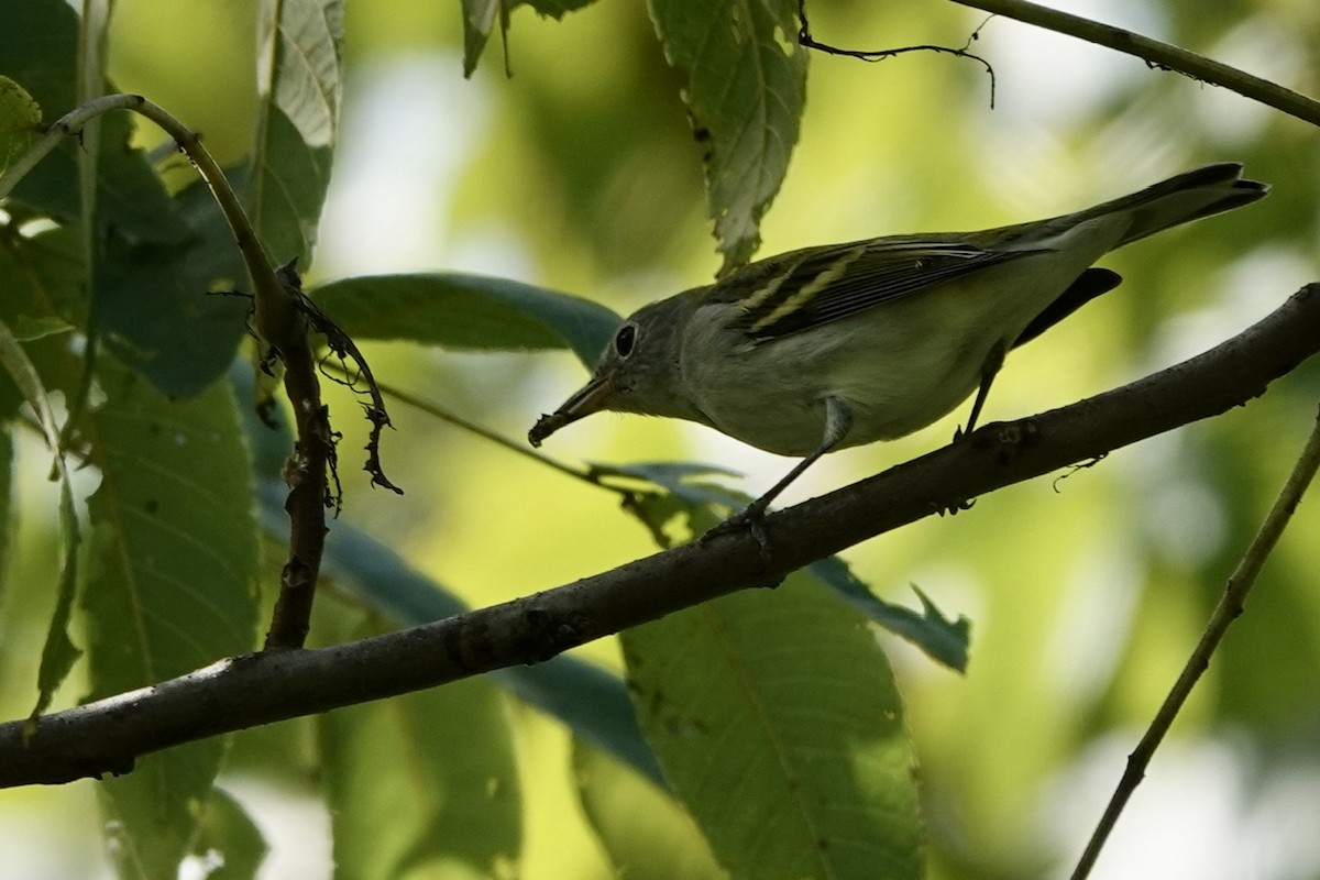 Chestnut-sided Warbler - ML623345449