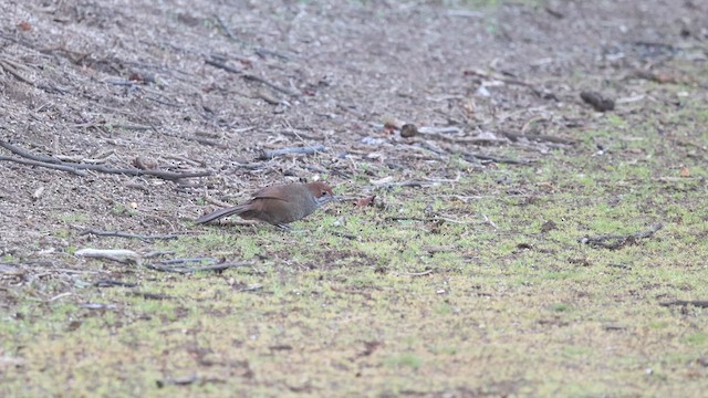 Rufous Bristlebird - ML623345475