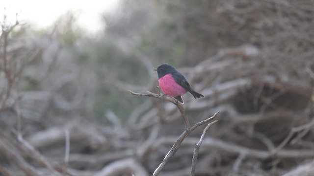 Pink Robin - ML623345489