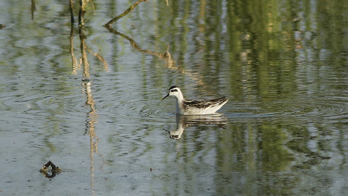 Red-necked Phalarope - ML623345500