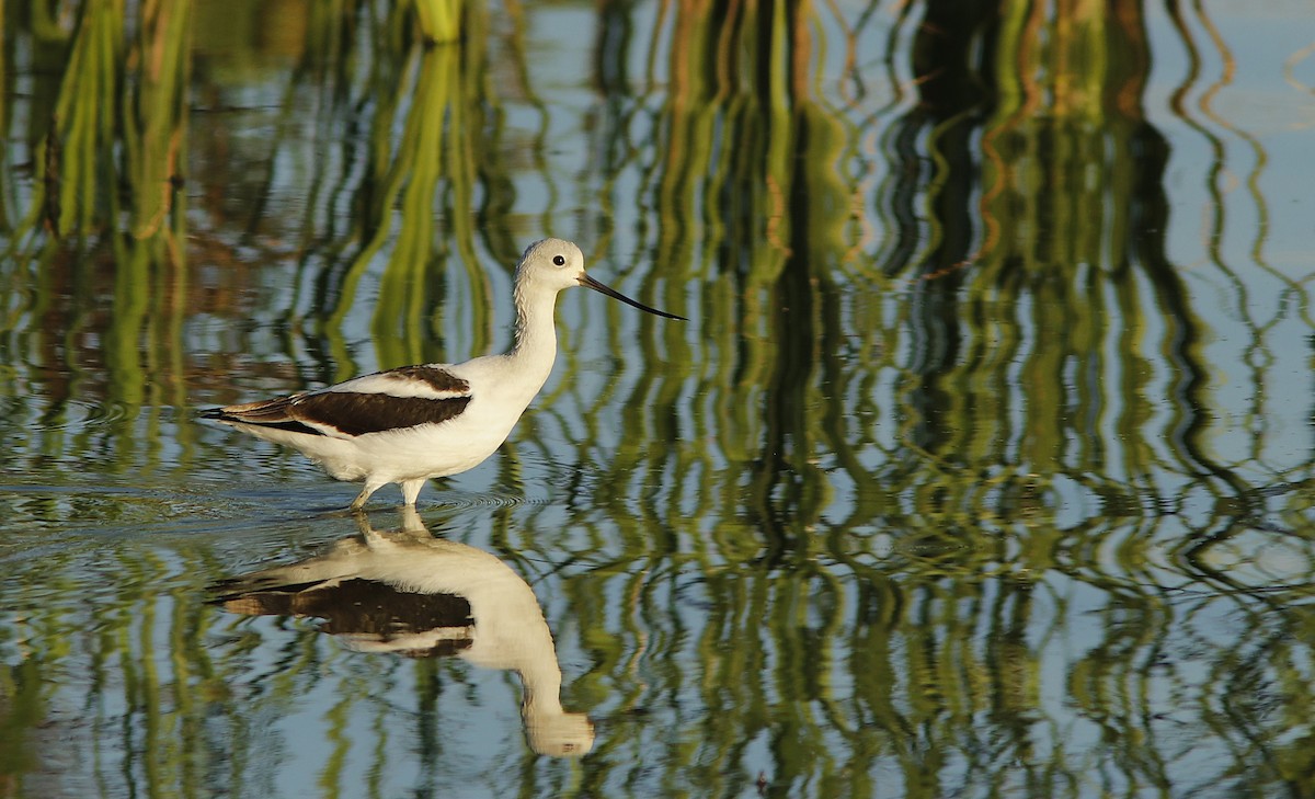 American Avocet - ML623345504