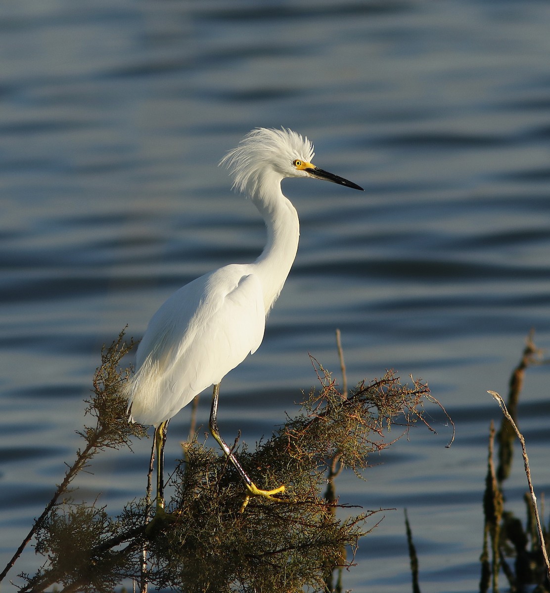 Snowy Egret - ML623345510